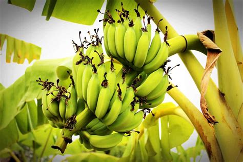 Sumitomo Fruit to expand Philippine banana plantations.
